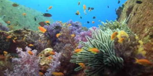 Great Barrier Reef Thriving Despite Doomsday Predictions
