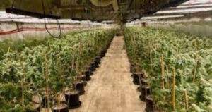 Criminal Chinese Gangs Run Thousands of US Marijuana Farms