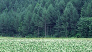 The silent boom: How rising CO2 levels are making trees BIGGER and stronger