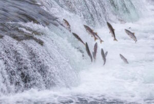 Waste and fraud allegations plague ESA salmon recovery program